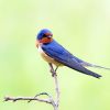 Barn Swallow