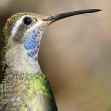 Male - Beatty's Orchard - Miller Canyon