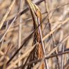 American Bittern