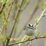 Male Golden-crowned Kinglet