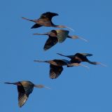 Merced National Wildlife Refuge, California