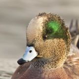 American Wigeon