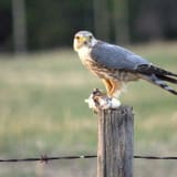 Male Merlin eating its kill on a fence post near Cochrane, Alberta.