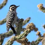 Female - foraging along the dirt road leading into Tres Pistolas Canyon Open Space near Albuquerque - November 2011