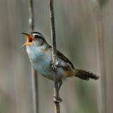 Marsh Wren singing