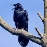 Common Raven