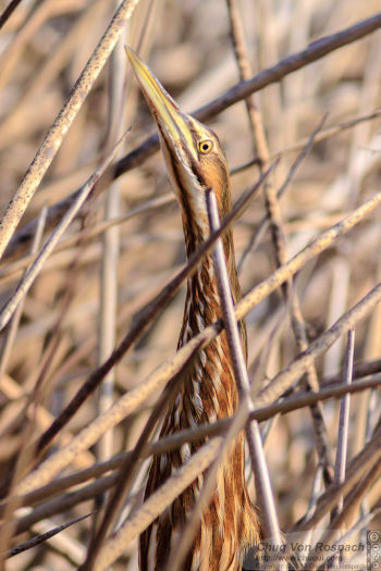 Merced National Wildlife Refuge, California