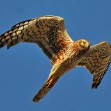 Female in flight