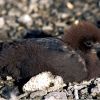 Murphy's Petrel