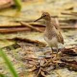 Pectoral Sandpiper