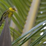 Male Cape May Warbler