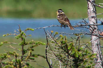 Breeding male - Churchill Manitoba, CA - July 8, 2006