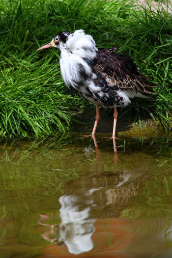 Breeding plumage - April 10.