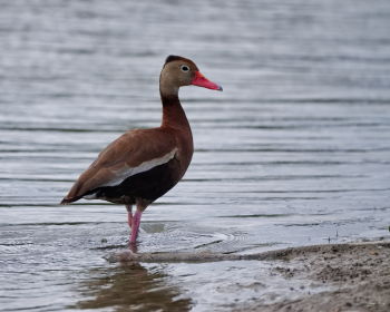 Black-bellied Whistling Duck
