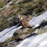 Himalayan Snowcock