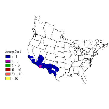 Black-chinned Sparrow winter distribution map