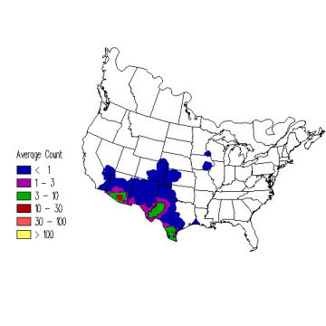 Curve-billed Thrasher winter distribution map