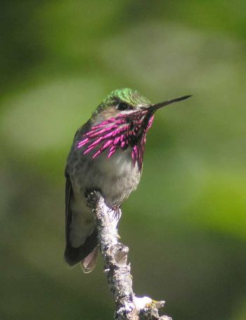 Male showing gorget on May 23, 2009