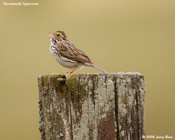 Savannah Sparrow