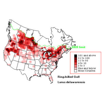 Ring-billed Gull distribution map