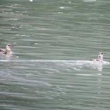 Pair of Kittlitz's Murrelets