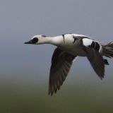 Smew in flight