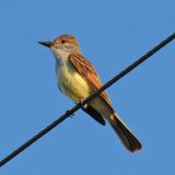 Bentsen-Rio Grande Valley State Park, Texas