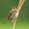 Little Bunting