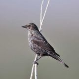 Female at Tule Lake Wildlife Refuge in California