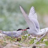 Mating Pair - Parker River NWR - Sandy Point - May 2011