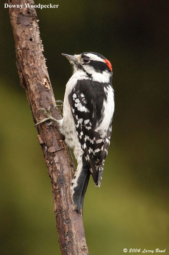 Downy Woodpecker