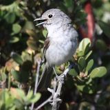 Gray Vireo