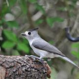 Black-crested Titmouse