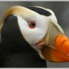 Tufted Puffin