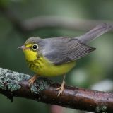 Female Canada Warbler