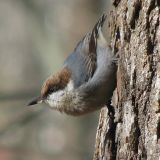 Brown-headed Nuthatch