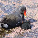 Common Moorhen with juvenile