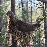 Female Spruce Grouse - Banff National Park, Alberta, Canada