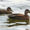 American Black Duck