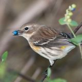 Yellow-rumped Warbler