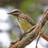 Sulphur-bellied Flycatcher