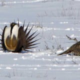 A strutting Greater Sage Grouse cock trying really hard to impress a hen.