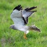 Male in flight