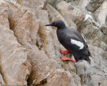 Pigeon Guillemot