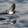 White-faced Storm-Petrel