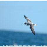 Cook's Petrel