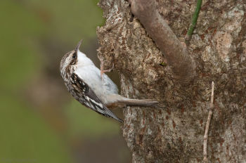 Brown Creeper