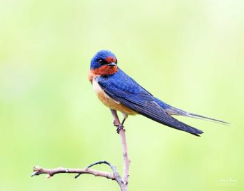 Barn Swallow