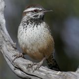 Cactus Wren