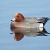 Eurasian Wigeon